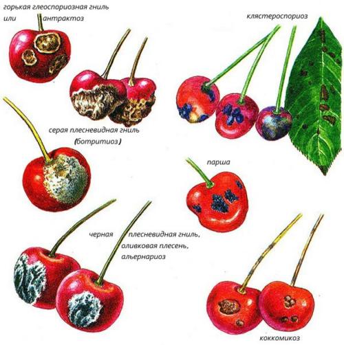 Основные болезни вишни