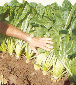 Цикорный салат, выращивание