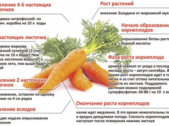 Фазы роста моркови