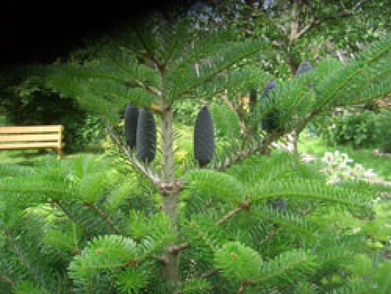 Пихта противопоказания. Пихта Abies Alba pyramidalis. Пихта Сибирская на даче. Пихта Крымская фото. Пихта Ярославская область.