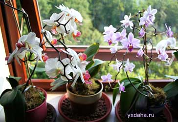 Орхидеи в домашних условиях