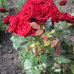 Куст красной розы