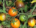 фитофтороз томатов