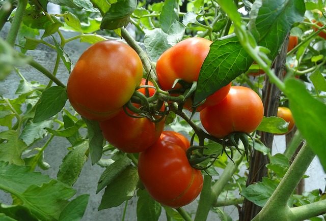 Выращивание здоровых томатов