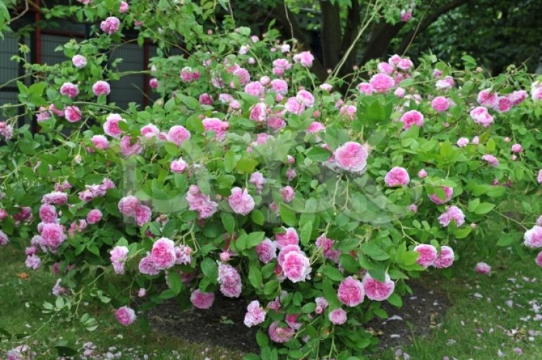 Мелкоцветковые Розы Кустовые Сорта Фото И Названия — Mixyfotos.ru