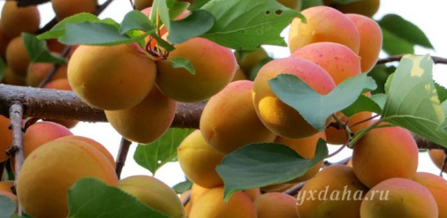 Созревшие абрикосы