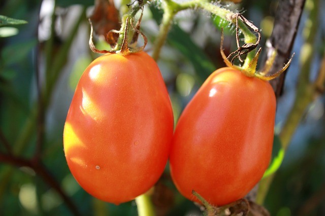 Спасти томаты от фитофторы