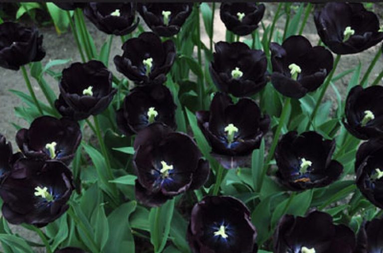 Черный тюльпан видео. Черный тюльпан. Черный тюльпан цветок. Цвет черный тюльпан. Чёрный тюльпан растение.