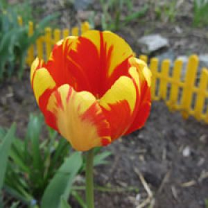 Пестрый тюльпан