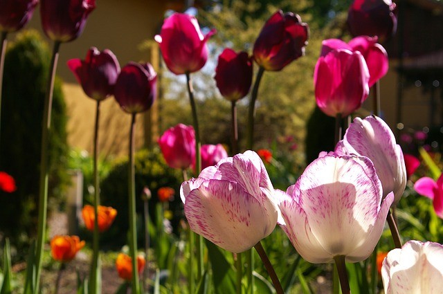 Цветение тюльпанов в мае