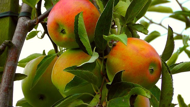 Как ускорить плодоношение яблонь и груши — способы