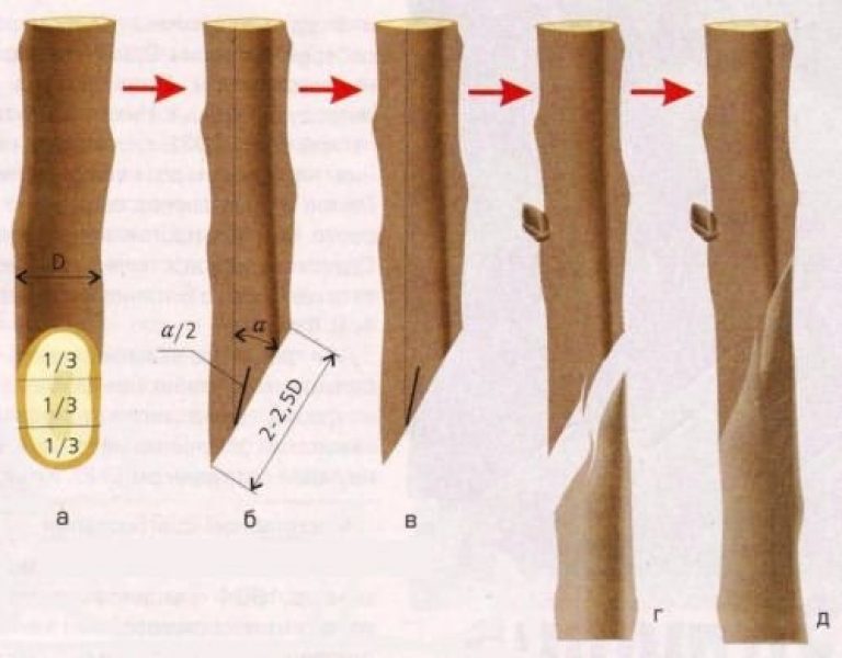 Как выглядит прививка на дереве фото