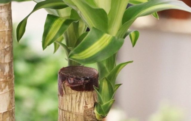 Комнатный бамбук