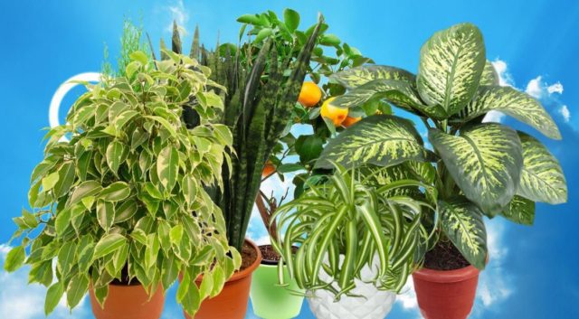 7 комнатных растений очищающие воздух