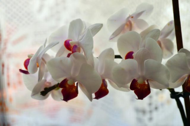 Добиться повторного цветения орхидей